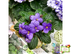 Winnie The Pooh (LLG/Sorano) (пасынок-стартер укоренённый)