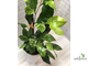 Ficus tinctoria variegated/ фикус Тинктория вариегатный