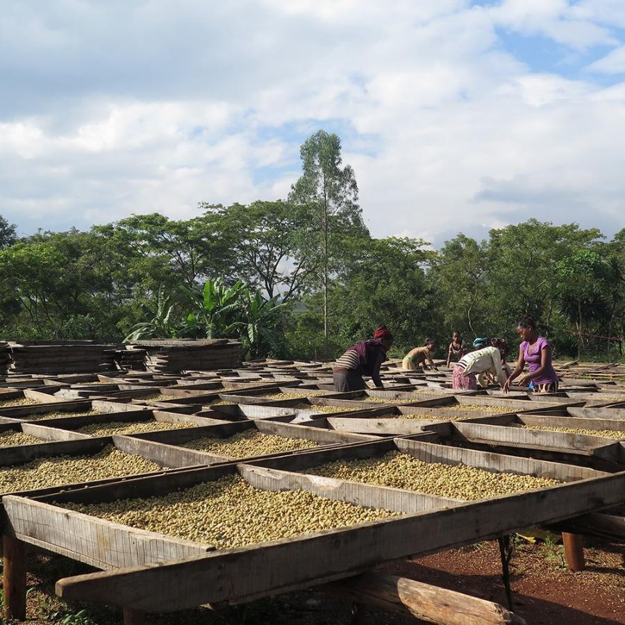 Так выглядит натуральная-сухая обработка кофе