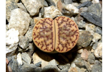 Lithops bromfieldii v. mennellii C283 
