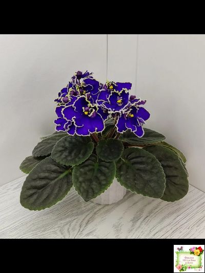 ЛЕ-Прекрасная Креолка (Е. Лебецкая) 2009 г