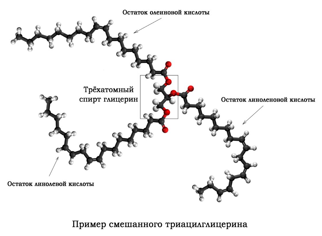 Шаростержневая модель смешанного триацилглицерина