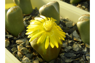 Lithops dorotheae C 300 