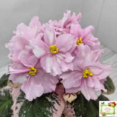 Rivermist Pearls (J. Baker) (10974) 04/13/2018