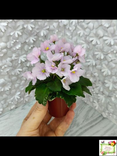 Morgan's Ivy League (C.Eros) (пестролистный гёрл)