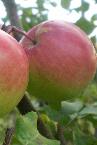 Яблоня Богатырь (зимн.)