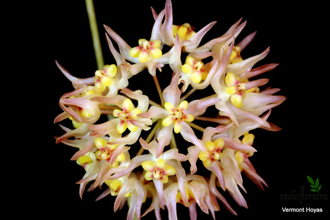 Hoya Ruthiae (sp. UT-168) (EPC-849)