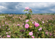Роза крымская (Rosa gallica) абсолю, Крым (1 г)