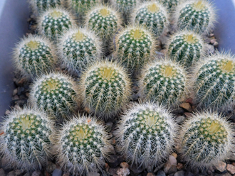 Eriocactus warasii HU 1489 (D=25-28mm)