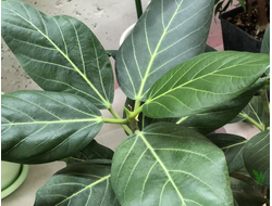 Ficus benghalensis 'Audrey' / фикус бенгальский Одри