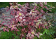 Элегантиссима дерен белый (Cornus alba Elegantissima)-3л