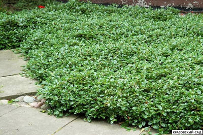 Кизильник Даммера Мэйджор - Major