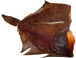 Камбала холодного копчения Икряная