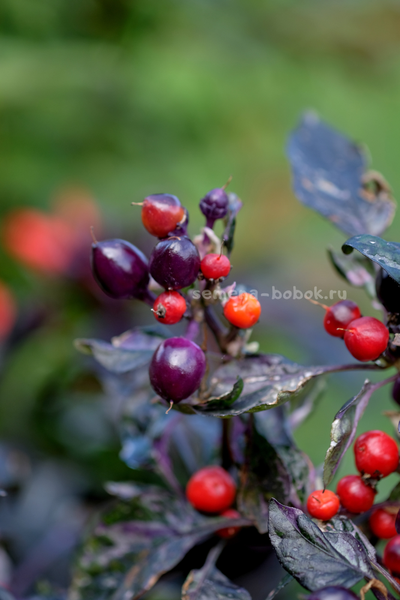 Перец острый Indonesian x Purple Flash, 10 шт