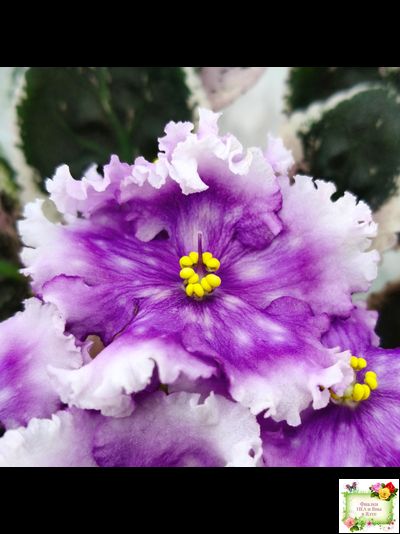 Dn-Дух Різдва (Д. Денисенко) 2020 г.