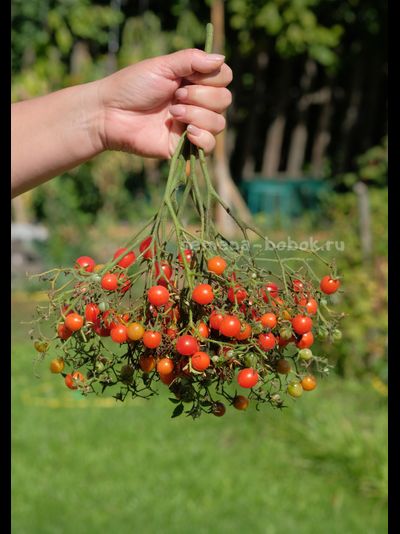 Томат Myrium (Муриям), 10 шт