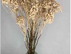 Пижма бежевая