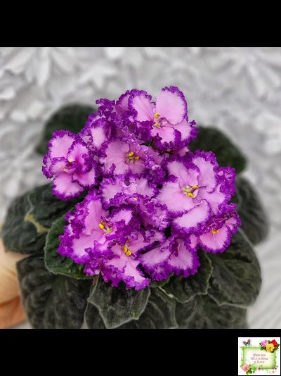 Lyon&#039;s Pirate&#039;s Treasure (S. Sorano) (8529) 11/09/1996