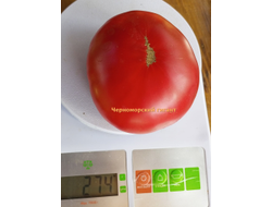 Томат Черноморский гигант
