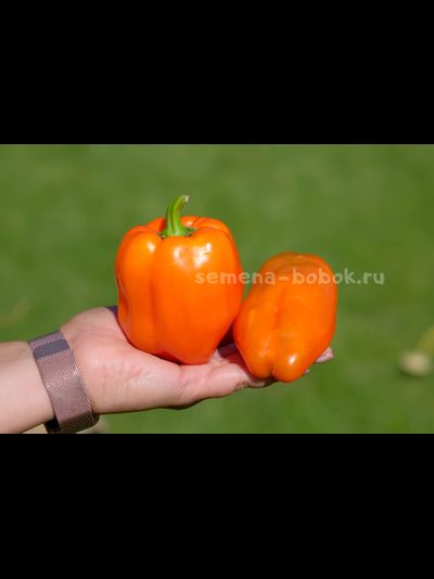 Перец сладкий Гюнстлинг, 10 шт