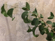 Ficus Benjamina Buklee / фикус букле