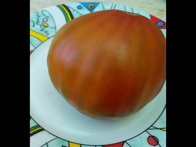 Томат Бунте Пфлауме (Красочная слива, Bunte Pflaume)