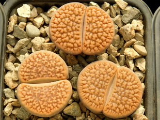 Lithops hookeri Niekerkshoop (MG) - 10 семян