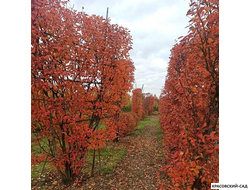 Топиар клён Гиннала в форме шпалеры