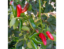 Перец острый Халапеньо ранний (Jalapeno Early)