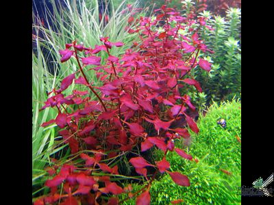 Ludwigia natans Super red