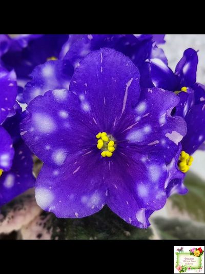 Rivermist Galaxy (J.Baker) (10973) 04/13/2018