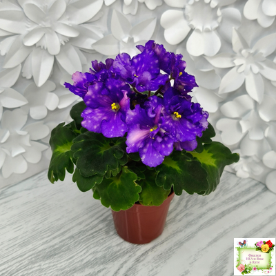 ДВ-Мегавольт (Д. Лягина) 2023 г. (гёрл-листва)