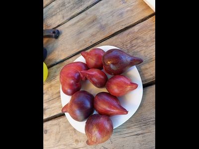 Томат Огненная комета Софии