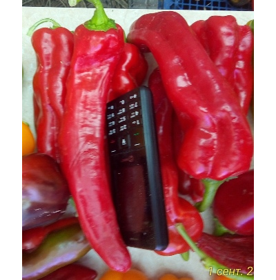 Перец сладкий Тронтароло (Trontarolo) Италия