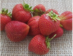 Земляника садовая Лакомка, p9