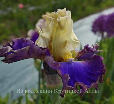 Ирис Style Traveller