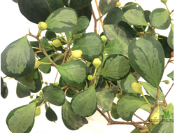 Ficus  diversifolia variegata / фикус дельтовидный вариегатный