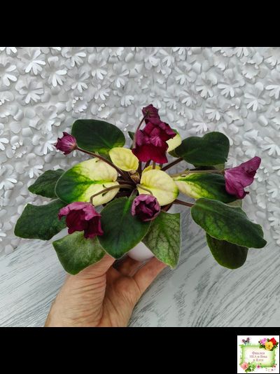 ЕК-Лампа Желаний (Е. Коршунова) 2021 г.