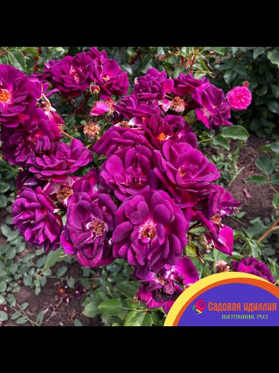 Миднайт Блю (Midnight Blue)