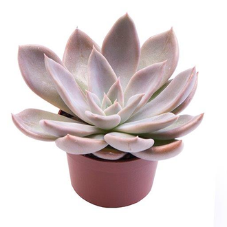 Echeveria Silver Queen