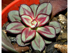 Echeveria nodulosa  (розетка 20-30 mm)