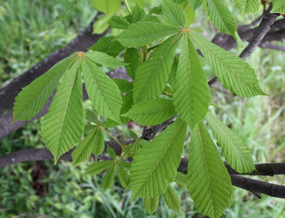 Каштан конский Umbraculifera