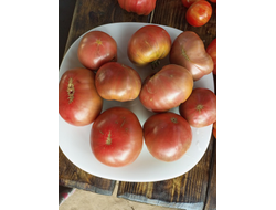 Томат гном ППИ (dwarf PPI)