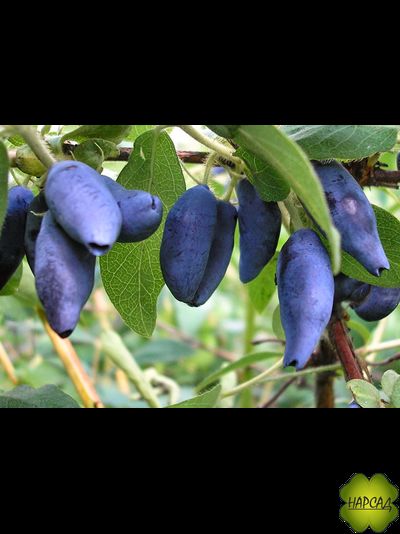 Жимолость "Фиалка" (не осыпается, ягода крупная). Саженец 3 года, дает ягоды