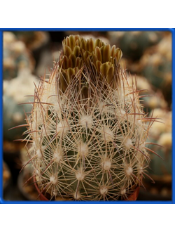 Echinomastus durangensis GM 450