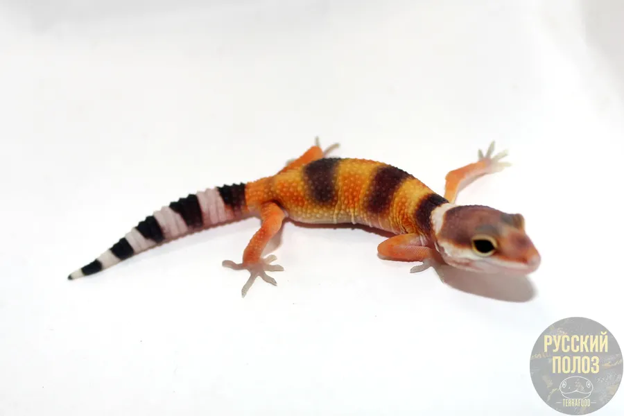 Пятнистый леопардовый эублефар, Eublepharis macularius