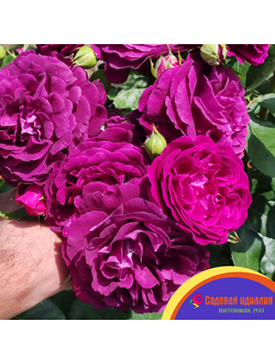 Твайлайт Зоун (Twilight Zone)