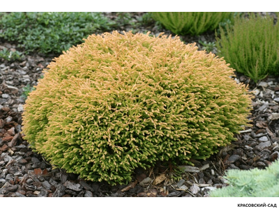 Туя Голден Таффет - Golden Tuffet