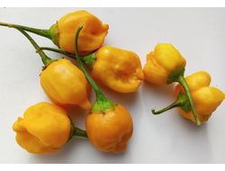 Перец острый Aji Mango