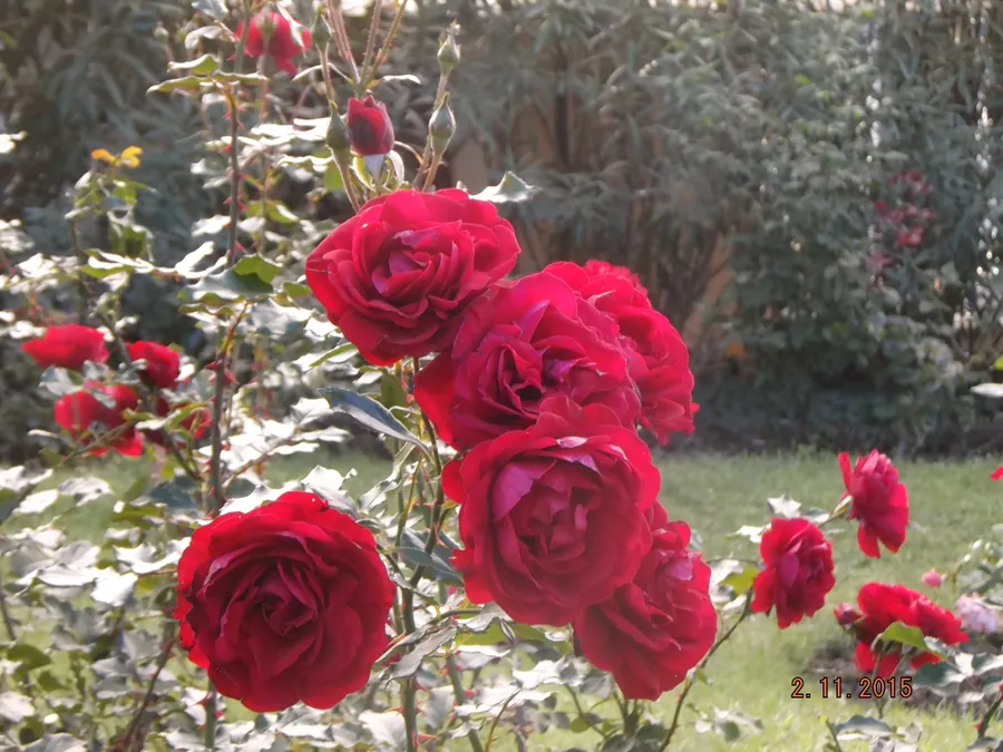 Летние звёзды (кордезия). Селекция НБС